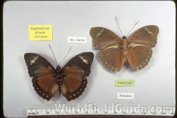 Males - Dorsal and Ventral<br>(Origin of the Specimen: No Data, Bangui)