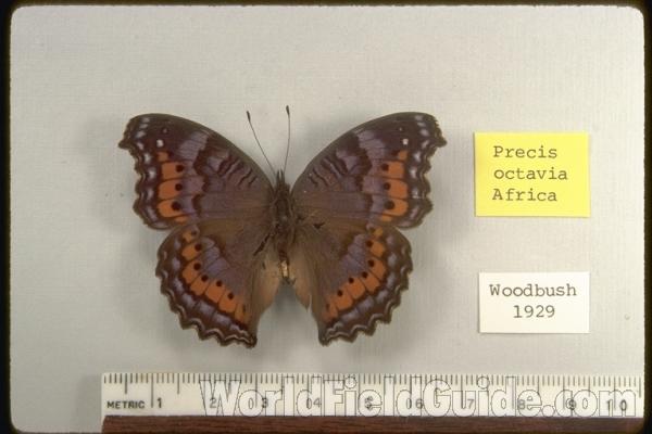 Dorsal - Female<br>(Origin of the Specimen: Woodbush, 1929)