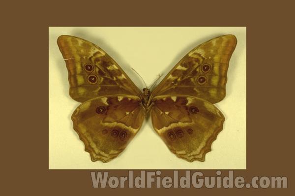 Male - Ventral<br>(Origin of the Specimen: S Catarina, Brazil)