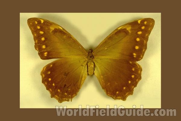 Female - Dorsal<br>(Origin of the Specimen: None Given)