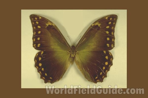 Form Diadema - Dorsal<br>(Origin of the Specimen: Sao Paulo, Brazil)