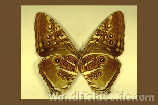 Male - Ventral<br>(Origin of the Specimen: Obidos, Brazil)