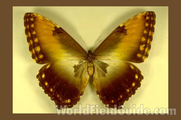 Female - Dorsal<br>(Origin of the Specimen: Obidos, Brazil)