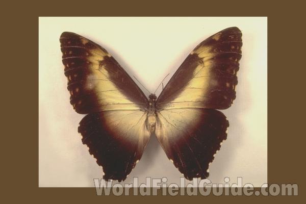 Female - Dorsal<br>(Origin of the Specimen: Napo, Ecuador)