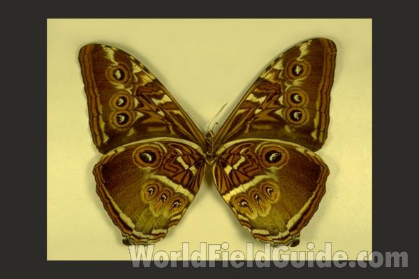 Male - Ventral<br>(Origin of the Specimen: Para, Brazil)