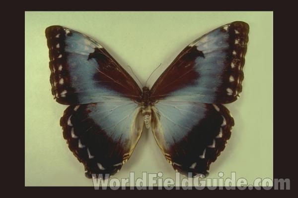 Female - Dorsal<br>(Origin of the Specimen: Obidos, Brazil)