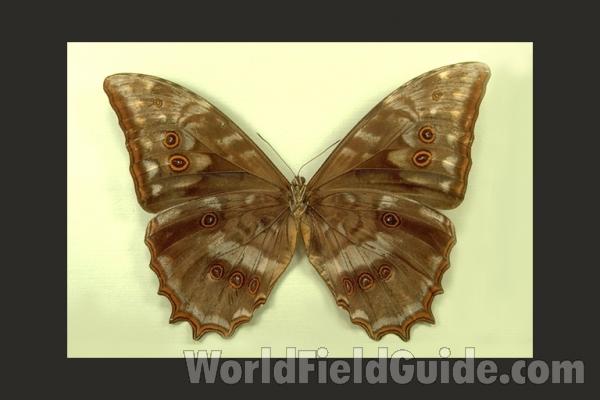 Male - Ventral<br>(Origin of the Specimen: Mexico)