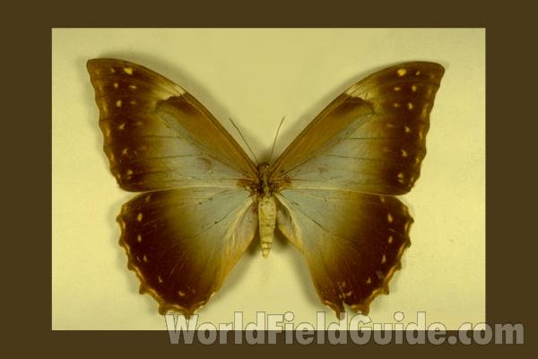 Female - Dorsal<br>(Origin of the Specimen: Brazil)