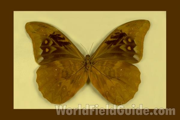 Male - Ventral<br>(Origin of the Specimen: S Catarina, Brazil)