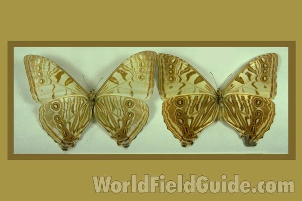 Pair - Ventral<br>(Origin of the Specimen: Ecuador)