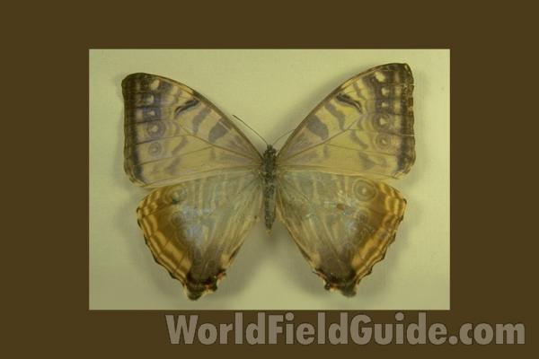 Female - Dorsal<br>(Origin of the Specimen: Huila, Colombia)