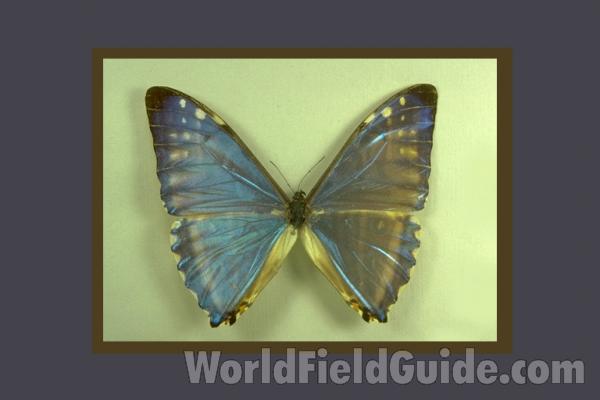 Male - Dorsal<br>(Origin of the Specimen: Madre De Dios)