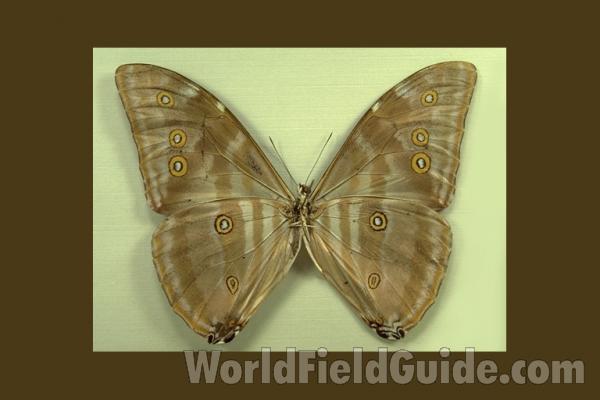 Male - Ventral<br>(Origin of the Specimen: Santarem, Brazil)