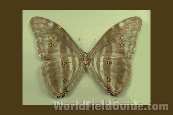 Male - Ventral<br>(Origin of the Specimen: Tingo Maria, Peru)