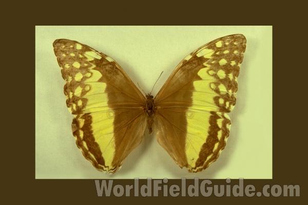 Female - Dorsal<br>(Origin of the Specimen: Tingo Maria, Peru)