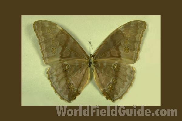 Male - Ventral<br>(Origin of the Specimen: Tingo Maria, Peru)