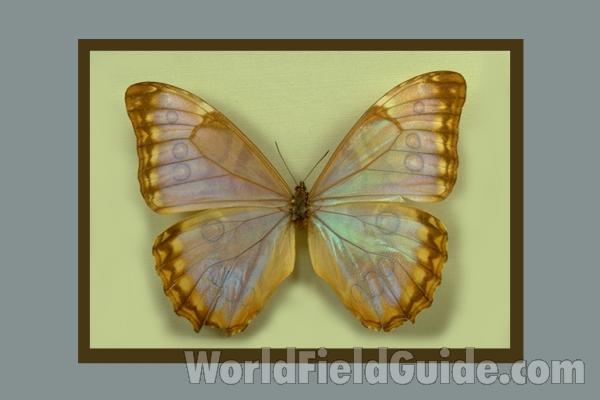 Female - Dorsal<br>(Origin of the Specimen: Peru (no City Given))