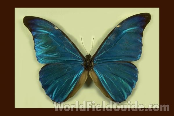 Male - Dorsal<br>(Origin of the Specimen: Obidos, Brazil)