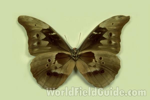 Male - Ventral<br>(Origin of the Specimen: Chanchamayo, Peru)