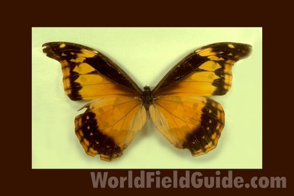 Female - Dorsal<br>(Origin of the Specimen: Tingo Maria, Peru)