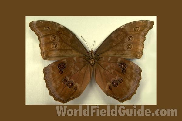Male - Ventral<br>(Origin of the Specimen: Costa Rica)