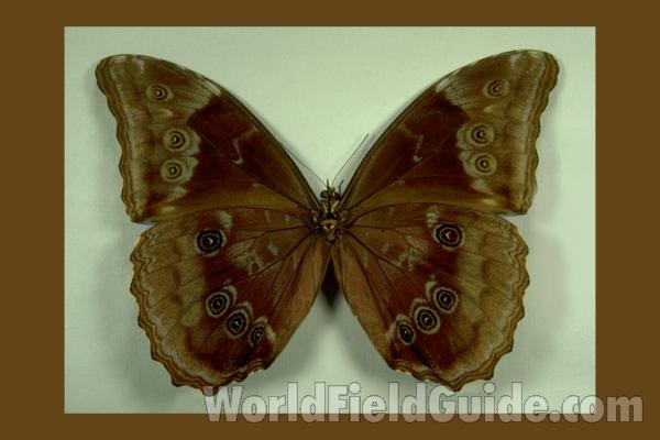Male - Ventral<br>(Origin of the Specimen: Colombia, 1974)