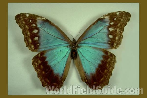 Female - Dorsal<br>(Origin of the Specimen: Colombia, 1974)