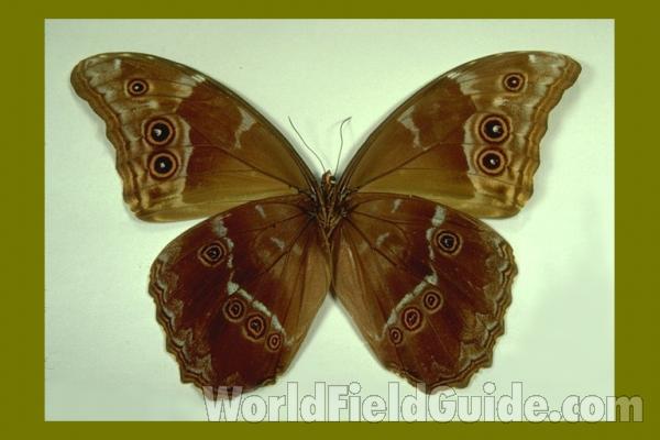 Male - Ventral<br>(Origin of the Specimen: T Maria, Peru, 1965)