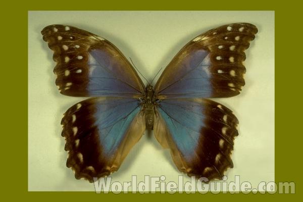 Female - Dorsal<br>(Origin of the Specimen: Tingo Maria, Peru)