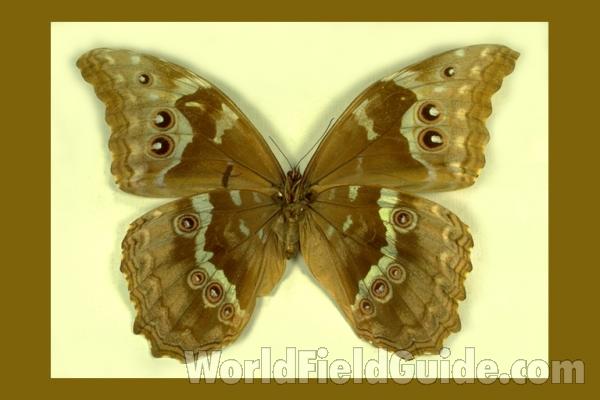 Female - Ventral<br>(Origin of the Specimen: Tingo Maria, Peru)