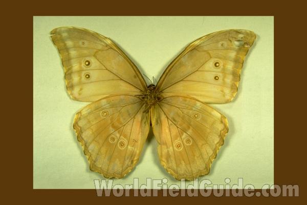 Male - Ventral<br>(Origin of the Specimen: Not Readable)