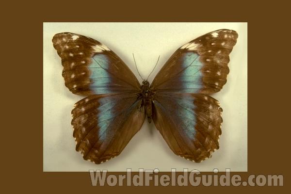 Female - Dorsal<br>(Origin of the Specimen: Putumayo, Colombia)