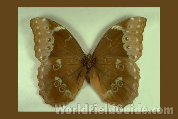 Female - Ventral<br>(Origin of the Specimen: Obidos, Brazil, 1969)