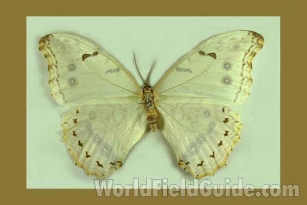 Female - Dorsal<br>(Origin of the Specimen: Mexico)