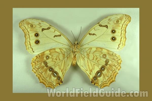 Female - Ventral<br>(Origin of the Specimen: Mexico)