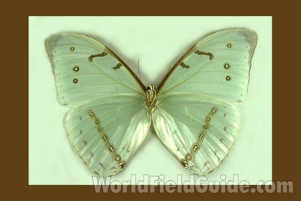 Male - Ventral<br>(Origin of the Specimen: Paraiba, Brazil)