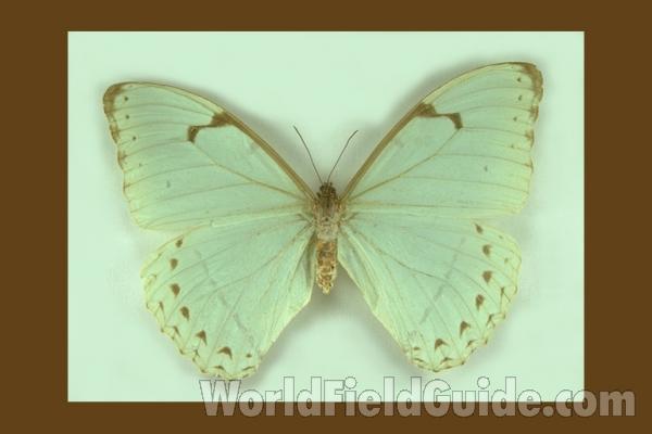 Female - Dorsal<br>(Origin of the Specimen: Brazil)