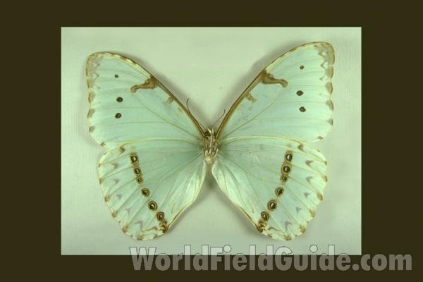 Male - Ventral<br>(Origin of the Specimen: S Catarina, Brazil)