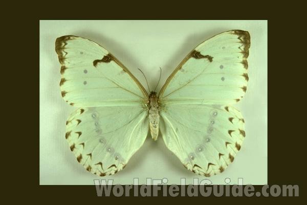 Female - Dorsal<br>(Origin of the Specimen: S Catarina, Brazil)