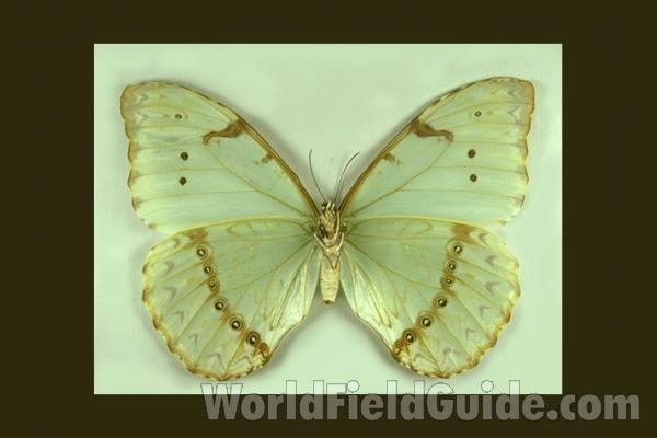 Female - Ventral<br>(Origin of the Specimen: S Catarina, Brazil)