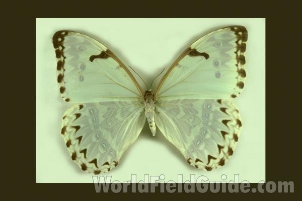 Female - Marmorata - Dorsal<br>(Origin of the Specimen: S Catarina, Brazil)