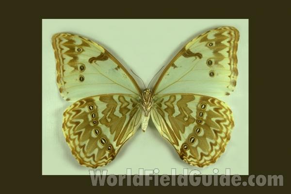 Female - Marmorata - Ventral<br>(Origin of the Specimen: S Catarina, Brazil)