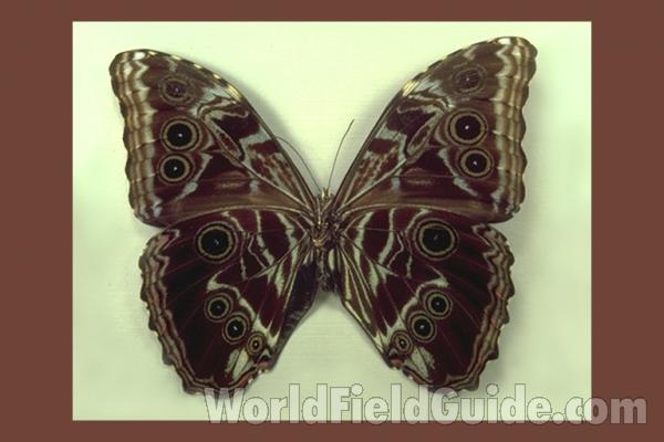 Male - Ventral - Peru<br>(Origin of the Specimen: Tingo Maria, Peru)