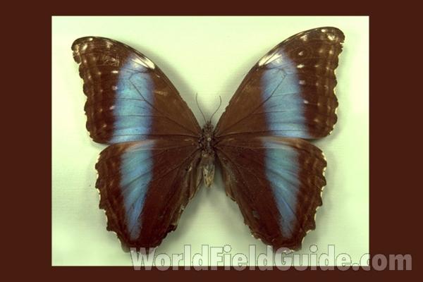Female - Dorsal - Peru<br>(Origin of the Specimen: Tingo Maria, Peru)