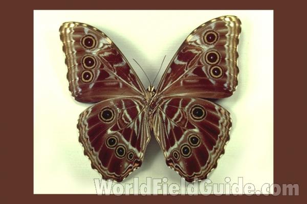 Male - Ventral<br>(Origin of the Specimen: Brazil , 1955)
