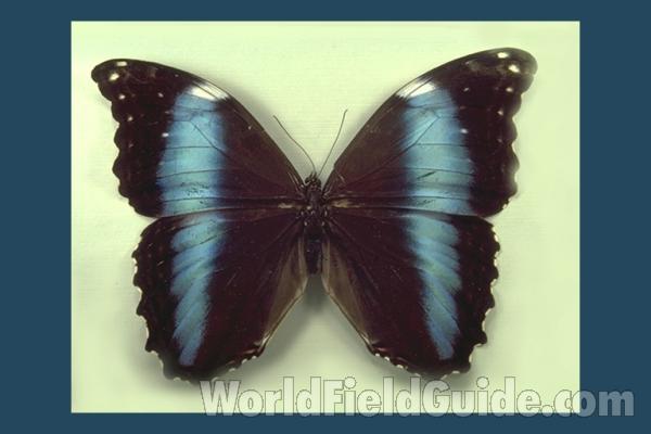 Female - Dorsal<br>(Origin of the Specimen: Obidos, Brazil)