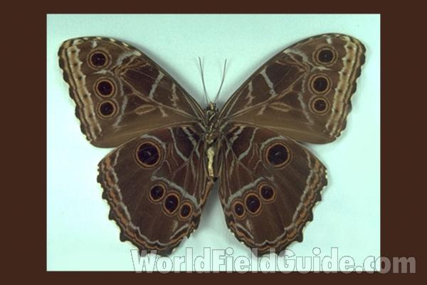 Male - Ventral<br>(Origin of the Specimen: Colombia, 1947)