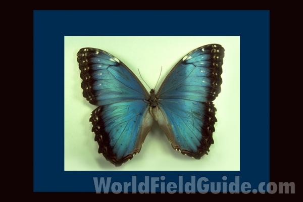 Female - Dorsal<br>(Origin of the Specimen: Rio Bravo, Colombia)