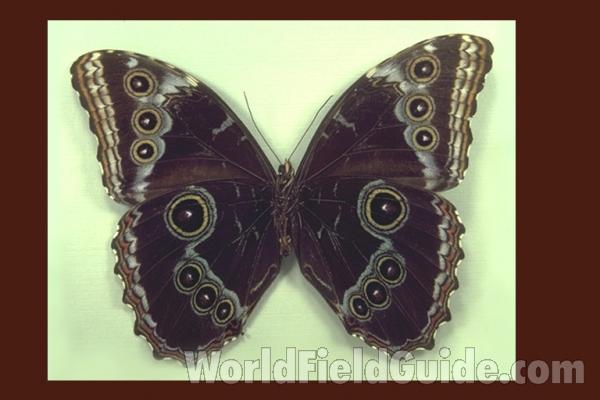 Male - Ventral<br>(Origin of the Specimen: Valle, Colombia)