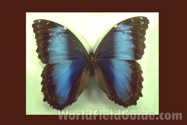 Female - Dorsal<br>(Origin of the Specimen: Rio Bravo, Colombia)